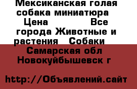 Мексиканская голая собака миниатюра › Цена ­ 53 000 - Все города Животные и растения » Собаки   . Самарская обл.,Новокуйбышевск г.